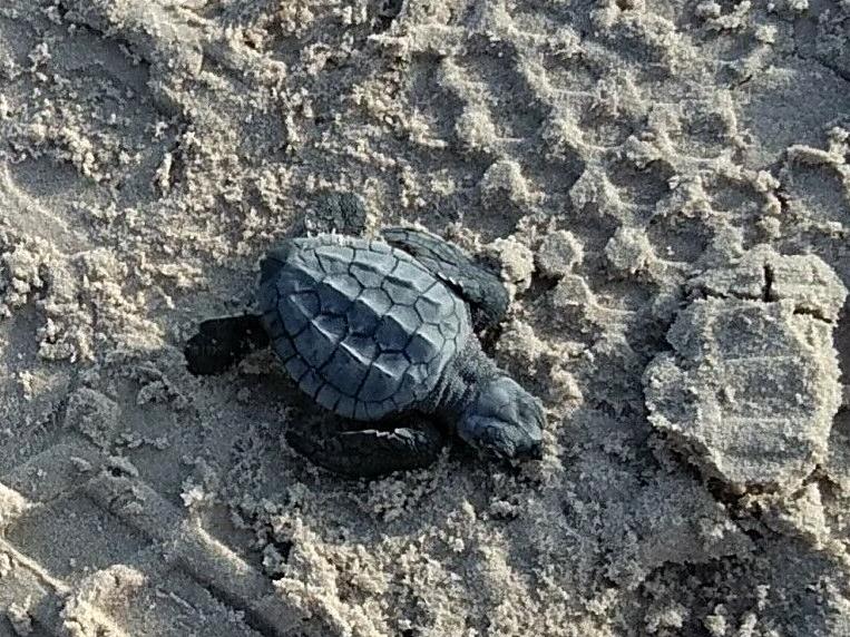hatchling 1